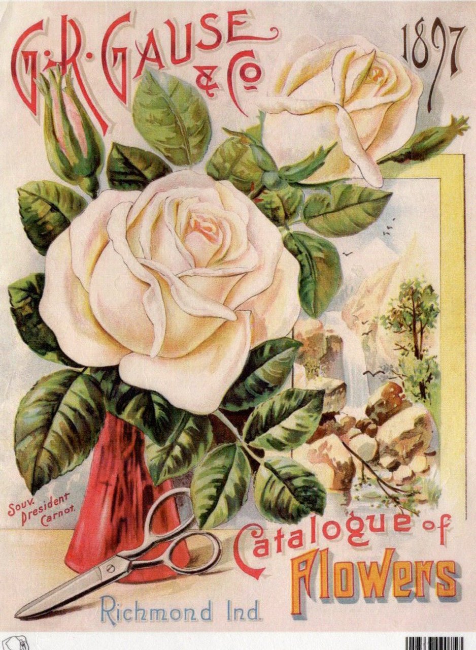 Calambour - GR Gause & Co 1897 White Rose Catalog